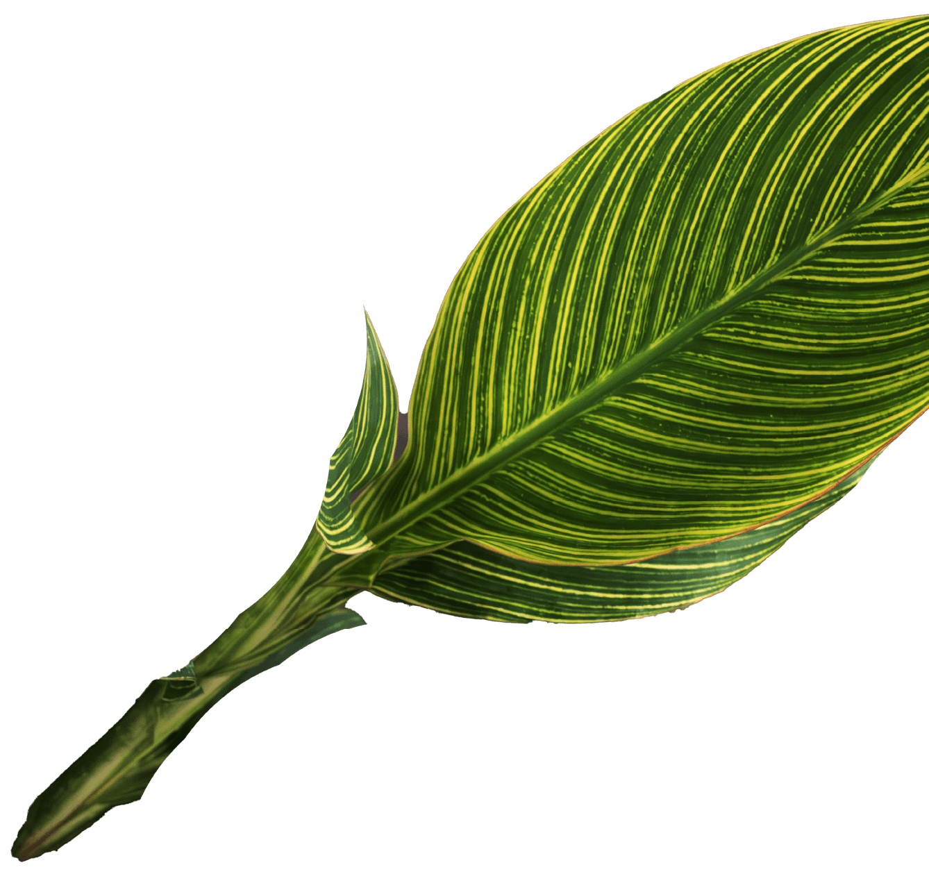 Leaf